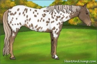 Horse Color:Chocolate Palomino Near Leopard