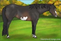 Horse Color:Buckskin Frame 