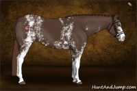 Horse Color:White Spotted Liver Chestnut 