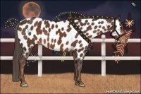 Horse Color:Liver Chestnut Appaloosa
