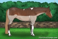 Horse Color:White Spotted Liver Chestnut Tobiano 