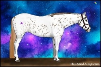 Horse Color:Chestnut Ice Tobiano Appaloosa