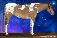 Horse Color:White Spotted Buckskin Tobiano Appaloosa