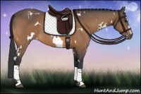 Horse Color:White Spotted Buckskin Sabino