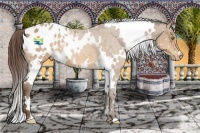 Horse Color:White Spotted Sable Champagne Appaloosa 