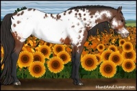 Horse Color:Bay Frame Appaloosa 