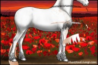 Horse Color:White Spotted Buckskin Pearl Appaloosa 