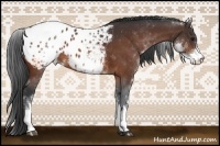 Horse Color:White Spotted Brown Appaloosa 