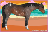 Horse Color:Gray Brown Sabino Appaloosa 