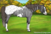 Horse Color:Smoky Blue Roan Splash Frame Appaloosa Rabicano 
