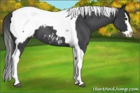 Horse Color:Blue Roan Splash Tobiano Snowcap 