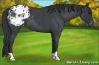 Horse Color:Blue Roan Appaloosa 