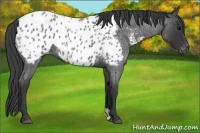 Horse Color:Blue Roan Appaloosa 