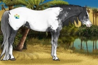 Horse Color:White Spotted Black Splash Snowcap 