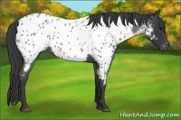 Horse Color:Blue Roan Near Leopard Rabicano 