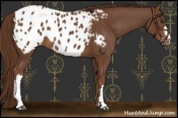 Horse Color:Chestnut Appaloosa 