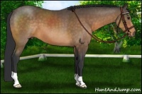 Horse Color:Buckskin 