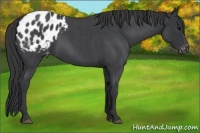 Horse Color:Blue Roan Appaloosa