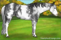 Horse Color:White Spotted Blue Roan Splash Varnish 