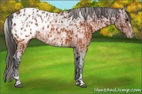 Horse Color:Brown Blanket  and White Spotted Brown Blanket 