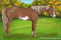Horse Color:Chestnut Sabino Frame Appaloosa 