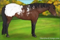 Horse Color:Brown Appaloosa 