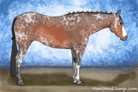 Horse Color:Bay Ice