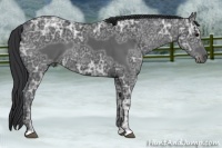 Horse Color:Black Ice 