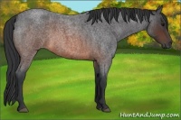 Horse Color:Brown Roan 