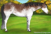 Horse Color:White Spotted Bay Splash