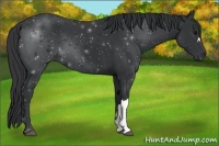 Horse Color:Black 