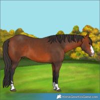 Horse Color:Brown 