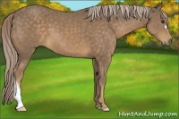 Horse Color:Chocolate Palomino 