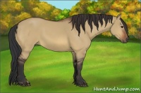 Horse Color:Bay Dun
