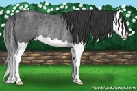 Horse Color:Blue Roan Splash Rabicano