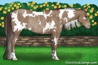 Horse Color:White Spotted Classic Champagne Rabicano 