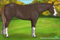 Horse Color:Gray Chocolate Palomino Sabino Splash 
