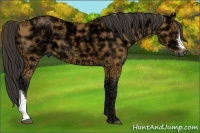 Horse Color:Buckskin Ice 