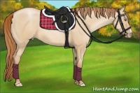 Horse Color:Gold Champagne Dun 