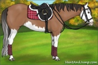 Horse Color:Buckskin Splash 