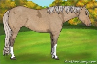 Horse Color:Silver Bay Ice Dun 
