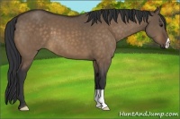 Horse Color:Brown Dun
