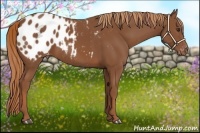 Horse Color:Chestnut Appaloosa Rabicano