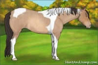 Horse Color:Amber Champagne Roan Tobiano Rabicano