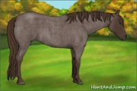 Horse Color:Liver Red Roan 