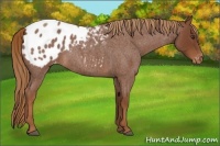 Horse Color:Red Roan Appaloosa 