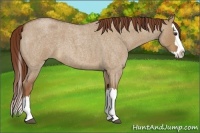Horse Color:Red Dun Roan Splash