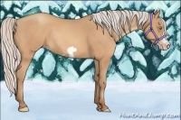 Horse Color:Silver Amber Champagne Frame Rabicano 
