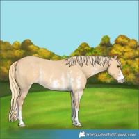 Horse Color:Palomino Dun Sabino 