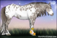 Horse Color:Buckskin Ice Sabino Frame Appaloosa Rabicano 